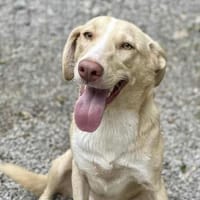 🆘 CREAM in 41236 Mönchengladbach 🆘🆘, Hund zur Adoption