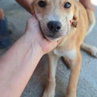 Mello sucht sein eigenes Zuhause, Hund zur Adoption