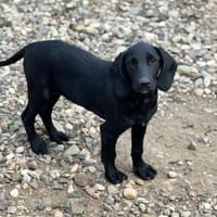 Five sucht seine Herzensmenschen 🐾, Hund zur Adoption