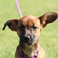 Malissa  eine kleine Hundedame mit groß, Hündin zur Adoption