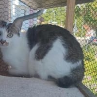 Liebe Becca sucht ihre Menschen, Katze zur Adoption