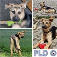 FLO -offen, anhänglich & aktiv-, Hündin zur Adoption