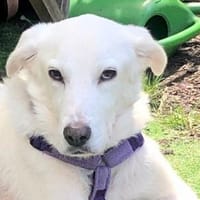 LEANDRO  er sucht DRINGEND einen Platz!, Hund zur Adoption