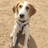 Leo sucht ein neues Zu Hause, Hund zur Adoption