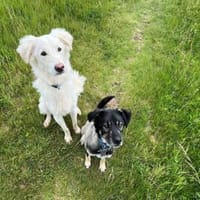 Quincy hofft auf seine zweite Chance, Hund zur Adoption