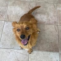 Kleiner Schatz Leonello sucht Zuhause, Hund zur Adoption