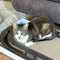 Noch etwas schüchterner Kater SUCI 4 J., Kater zur Adoption