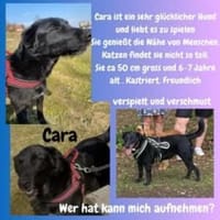 Cara sucht dringend ihre Menschen 💔, Hündin zur Adoption