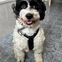 Junghund Boomer auf PS in Bayern, Hund zur Adoption