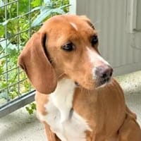 FRANCESCA - nur Haut und Knochen, Hündin zur Adoption