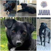 JANNA * freundliche Begleitung, Hündin zur Adoption