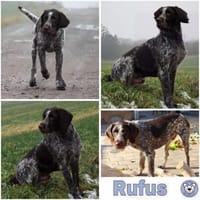 RUFUS -liebt Schweißarbeit-, Hund zur Adoption