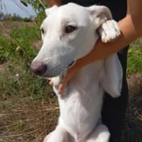 Felix 52 cm (Pflegestelle), Hund zur Adoption