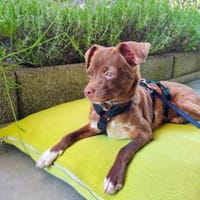 Jaxon in Berschweiler °, Hund zur Adoption