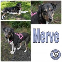 Merve  hochsensibel und besonders, Hündin zur Adoption