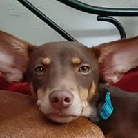 Pino ein niedlicher Welpe, Hund zur Adoption