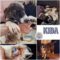 KIBA * Ihre Menschen sind Ihre Welt, Hündin zur Adoption