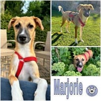 MARJORIE -liebe und verschmuste Seele-, Hündin zur Adoption
