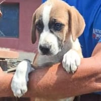 Nikita 🥰🥰🥰, Hündin zur Adoption