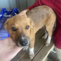 Moritz, klein, schnuckelig, sucht, Hund zur Adoption