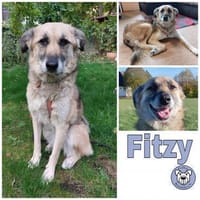 FITZY * liebenswerteSie Hilfe&Sicherheit, Hündin zur Adoption