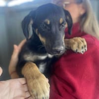 Mailo, zarter Hundebub sucht Zuhause, Hund zur Adoption