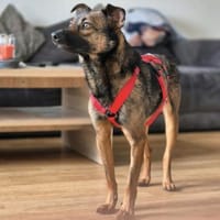 Ozzy kleiner schüchterner Rüde, Hund zur Adoption