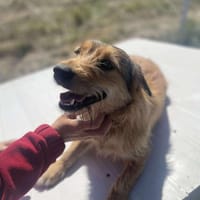 Chester, kleiner Hundemann ganz groß, Hund zur Adoption