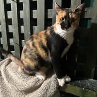 Cookie aus dem Tierschutz, Katze zur Adoption