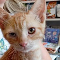Liebevolles Zuhause für Mirto gesucht, Kater zur Adoption