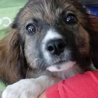 Antonio - Herz sucht Herzensmenschen, Hund zur Adoption