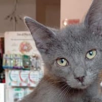 Schenken Sie Mimmo ein Zuhause?, Kater zur Adoption