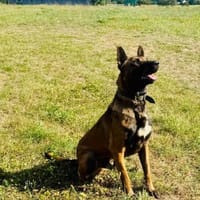 Samsung  Herzensbrecher auf 4 Pfoten, Hund zur Adoption