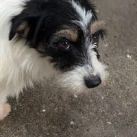 MONIQUE, chienne à adopter