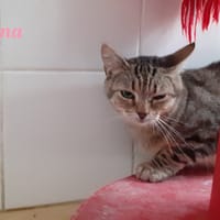 Mina, chatte à adopter