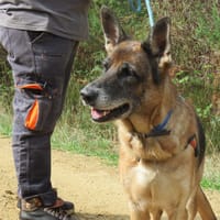 merveille, chienne à adopter