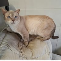 Jeff, chat à adopter