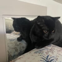 FREDDY, chat à adopter