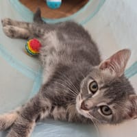 Marcus, chat à adopter