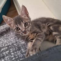 TJ, chat à adopter