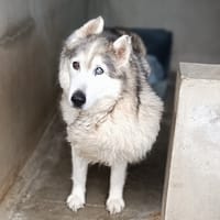 Hanko Half Spirit, chien à adopter