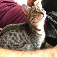 ANGIE, chatte à adopter