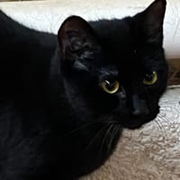GOKU, chatte à adopter