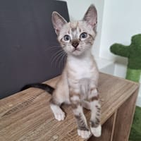 Austin, chat à adopter