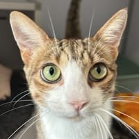 Persée, chatte à adopter