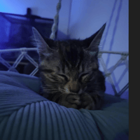 AMOUR, chatte à adopter
