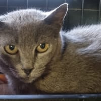 GENTIANE, chatte à adopter