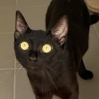 MELAS, chatte à adopter