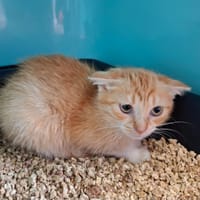 Biscotte, chatte à adopter