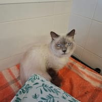 Stan, chat à adopter